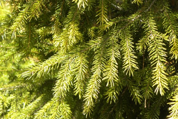 Picea orientalis - Foliage
