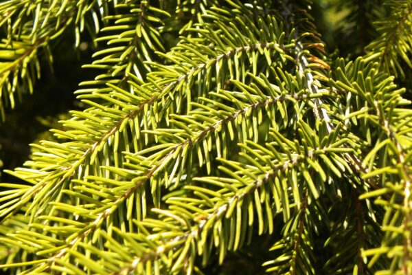 Picea orientalis - Foliage