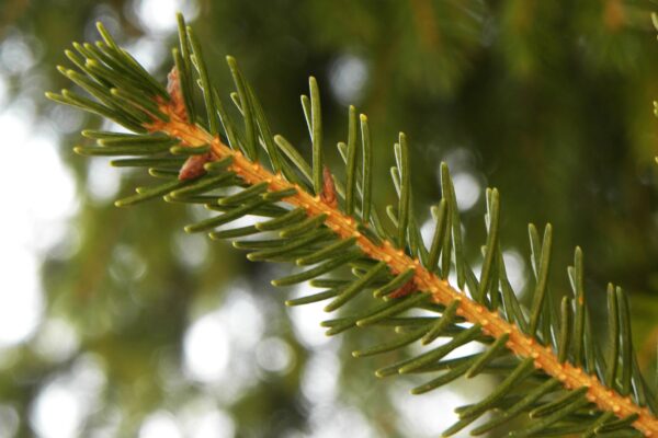 Picea orientalis - Buds and Foliage