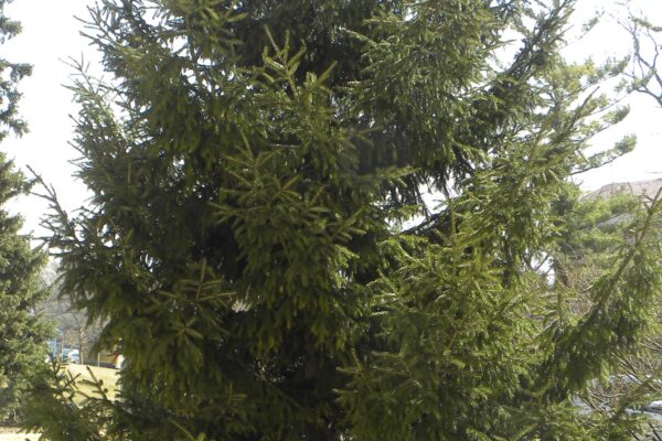 Picea orientalis - Winter Habit