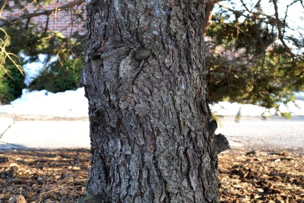 Picea pungens - Bark