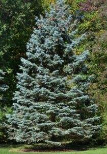 Picea pungens - Overall Tree