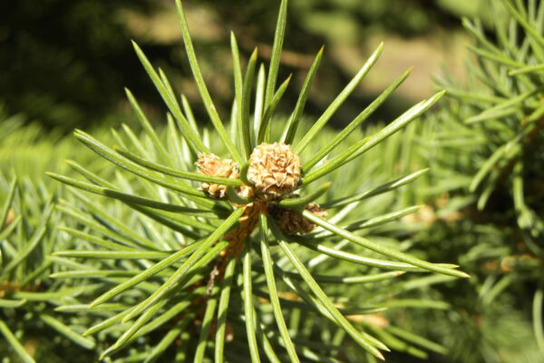Picea pungens - Needles and Buds