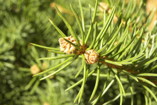 Picea pungens - Needles and Buds