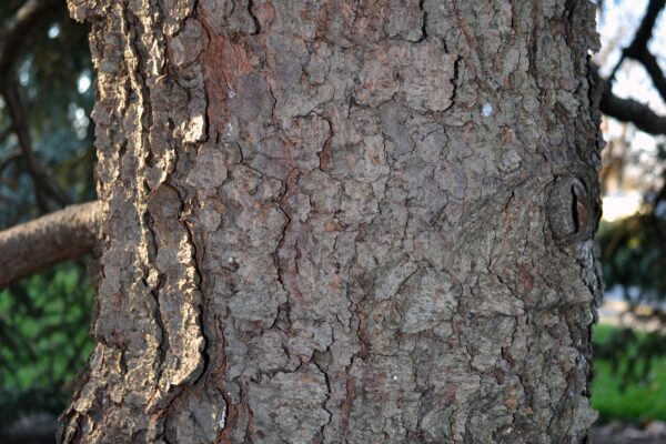 Picea pungens f. glauca - Bark