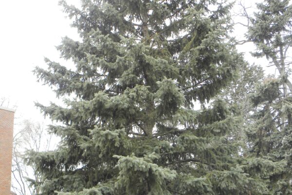 Picea pungens f. glauca - Winter Habit