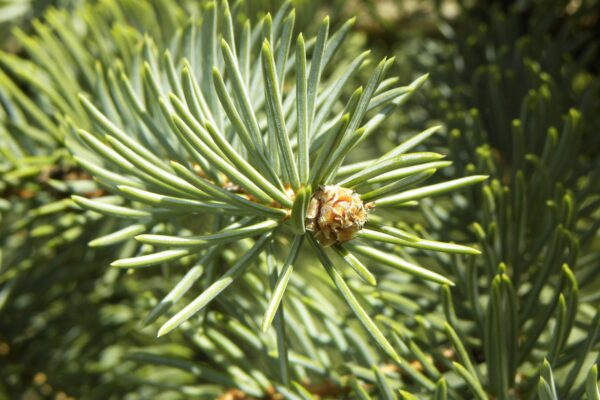 Picea pungens f. glauca - Needles and Buds