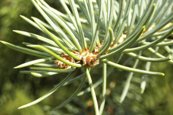 Picea pungens f. glauca - Needles and Buds