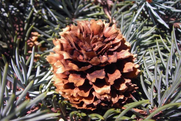 Picea pungens f. glauca - Cone