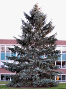 Picea pungens f. glauca - Overall Habit