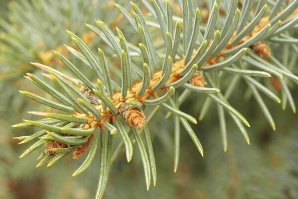 Picea pungens f. glauca - Buds and Needles