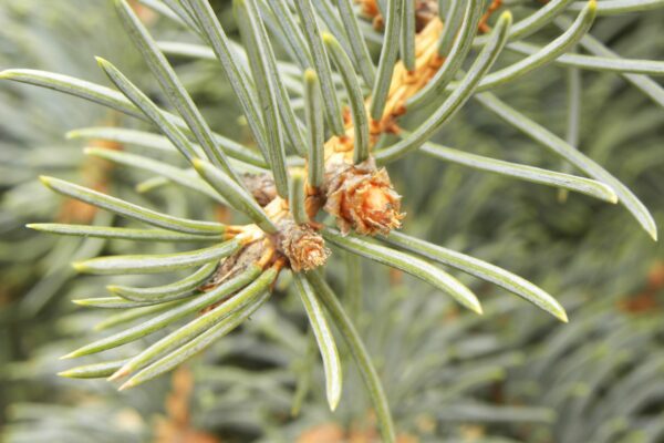 Picea pungens f. glauca - Buds