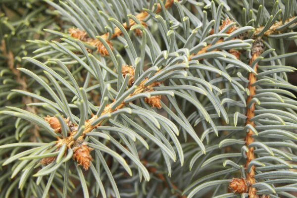 Picea pungens f. glauca - Needles