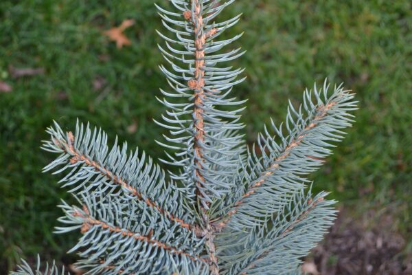 Picea pungens f. glauca - Needles