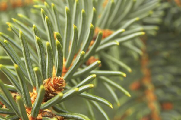 Picea pungens f. glauca - Needles