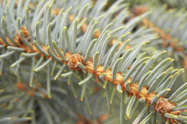 Picea pungens f. glauca - Stem