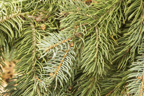 Picea pungens f. glauca - Old and New Needles