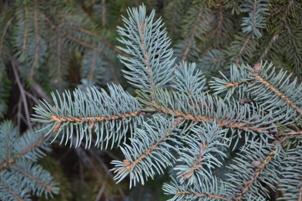 Picea pungens f. glauca ′Fastigiata′ - Foliage