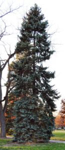 Picea pungens f. glauca ′Fastigiata′ - Overall Tree