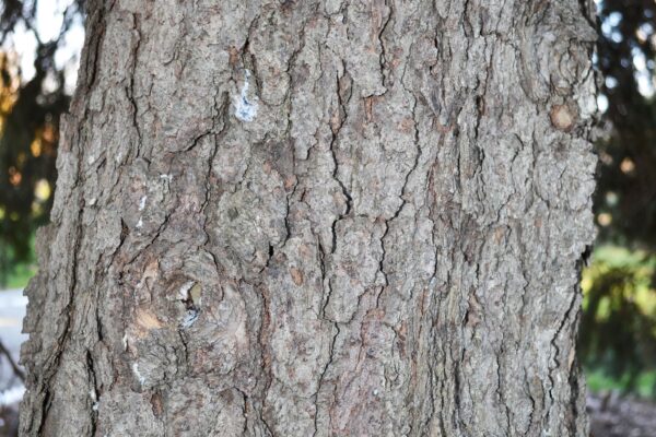 Picea pungens f. glauca ′Fastigiata′ - Bark
