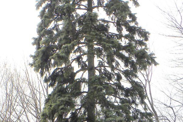 Picea pungens f. glauca ′Fastigiata′ - Winter Habit
