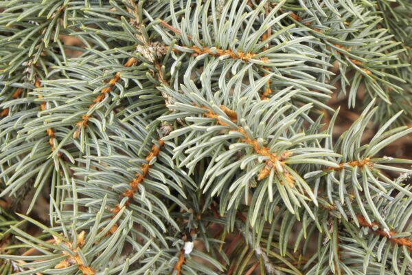 Picea pungens f. glauca ′Fastigiata′ - Needles