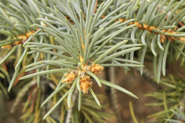 Picea pungens f. glauca ′Fastigiata′ - Buds