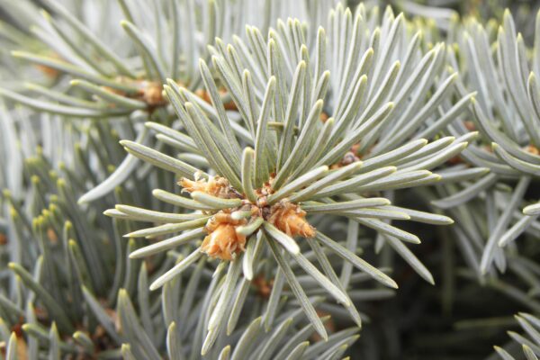 Picea pungens f. glauca ′Fastigiata′ - Needles and Buds