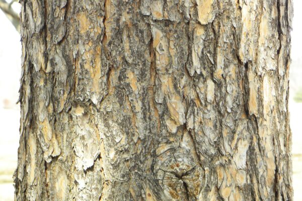 Pinus banksiana - Bark
