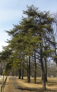 Pinus banksiana - Winter Habit