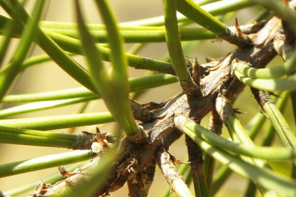 Pinus banksiana - Needles