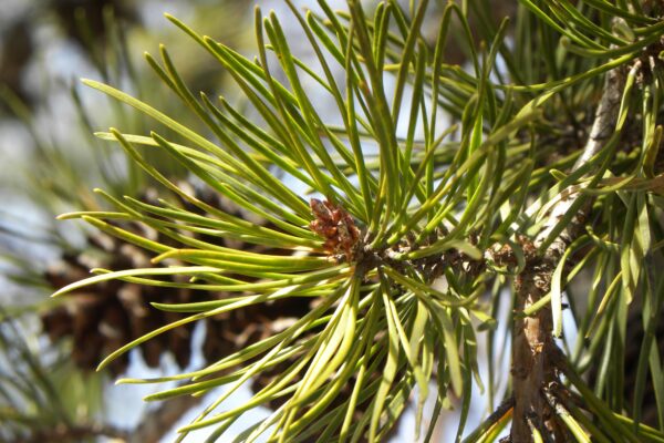 Pinus banksiana - Needles and Buds