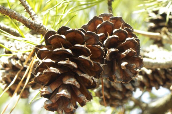 Pinus banksiana - Cones