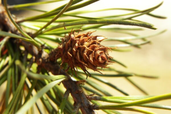 Pinus banksiana - Immature Cone
