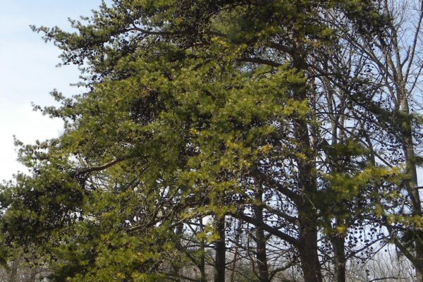 Pinus banksiana - Winter Habit