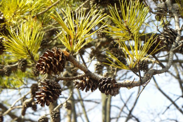 Pinus banksiana - Cones