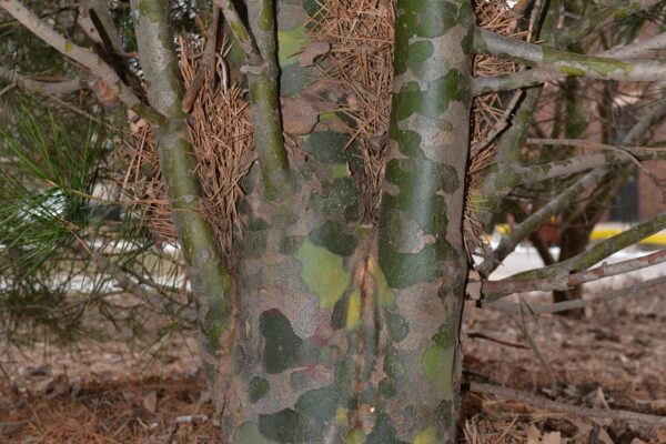 Pinus bungeana - Bark