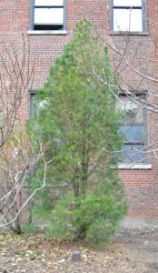 Pinus bungeana - Overall Tree