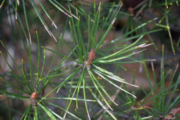 Pinus bungeana - Needles