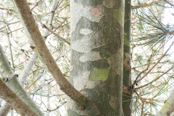Pinus bungeana - Bark