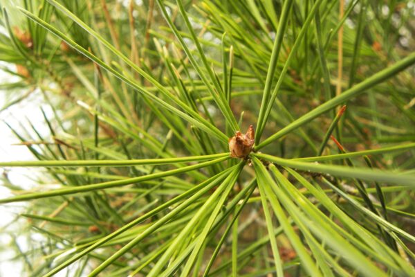 Pinus bungeana - Needles