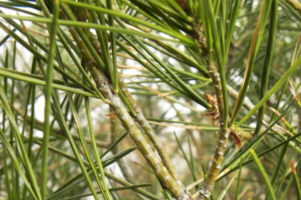 Pinus bungeana - Stems & Needles
