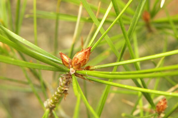 Pinus bungeana - Needles and Buds