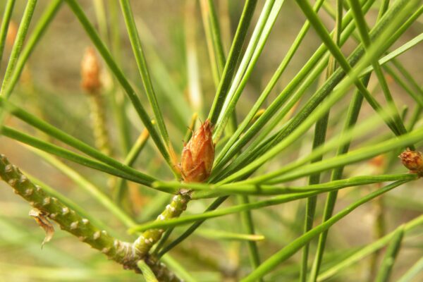 Pinus bungeana - Foliage and Buds