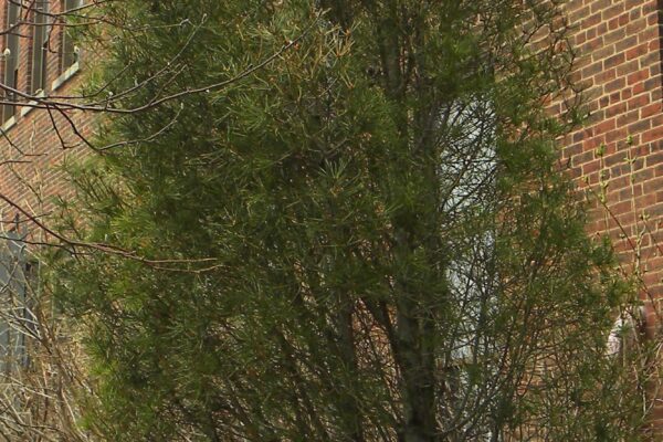 Pinus bungeana - Winter Habit