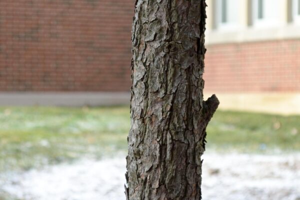 Pinus cembra - Bark