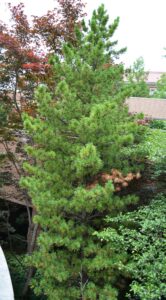 Pinus cembra - Overall Habit