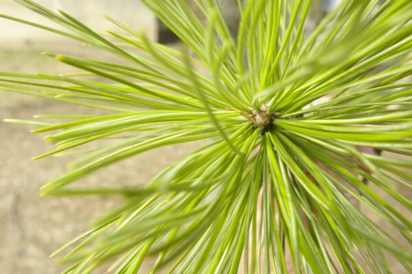 Pinus cembra - Needles and Bud
