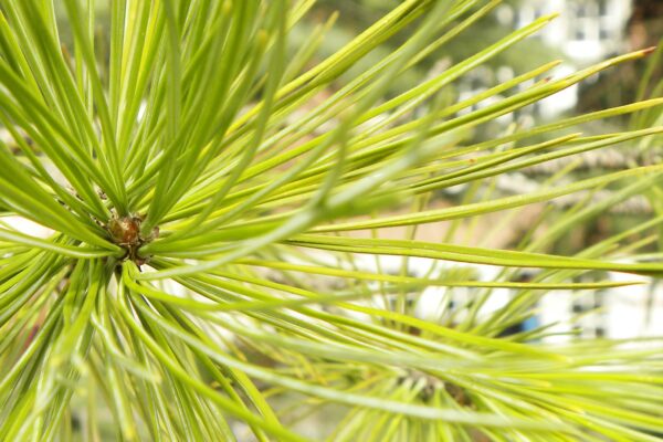 Pinus cembra - Needles and Buds