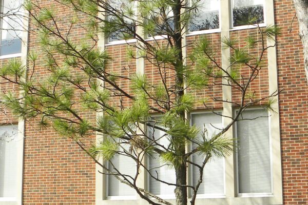 Pinus cembra - Winter Habit